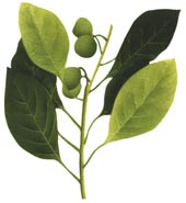 Terminalia bellrica